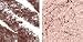 Stila Convertible Eye Color Stone