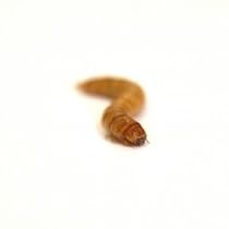 Mealworms (1000 Count)
