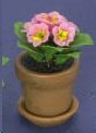 Dollhouse Miniature Pink Primula in a Clay Pot with Saucer