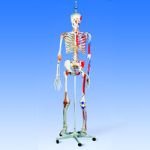 About The Super Skeleton Sam on Hanging Stand-Model#AW-A13/1