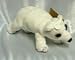 Dakin Polar Bear Bean Bag Animal Plush