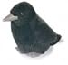Wild Republic Bb Bird American Crow 6