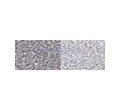 Jacquard Pearl Ex Powdered Pigments .75 oz. jar