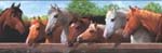 York Blue Horse Wallpaper Border