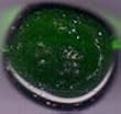 Chessex Gaming Stones Tubed: Glass Stone Tube: Dark Green (25 count)