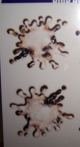 Hardley Dangerous Illusions Bird Doo Removable Stickers
