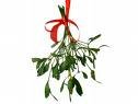 Mistletoe Herbal Tea