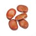 Gourmet Food : FAVA BEANS, EXTRA LARGE,12oz Bag