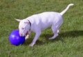 Boomer Ball Exercise toy for dogs medium (6")