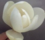 Southern Magnolia Tree, 36-48 Inch