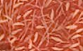 Sticky Rice Fabric by the Yard: Red Bamboo - Glenna Jean