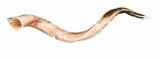 Musical Instruments : Yemenite Shofar (34-38 inches)