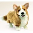 Corgi