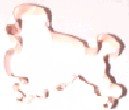 Dog - Poodle
