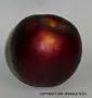 Fruit tree Orchard Package!