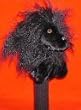 Poodle (Black Tibetan Lamb) Head Cover