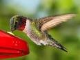 *EXOTIC*SHOWY*HUMMINGBIRD VINE *25 seeds*RARE*#1089