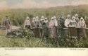 CANADA Russia Doukhobor immigrant social history agriculture