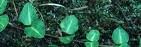 Squaw Vine Capsules