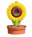 Feeder Window Mixed Seed .5#