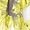 Yellow Mix