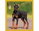 Doberman Puppy