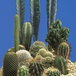 SUTTONS SEEDS: Cactus 'Prickly Characters' Seeds (90 seeds)