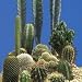 SUTTONS SEEDS: Cactus 'Prickly Characters' Seeds (90 seeds)