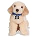 golden retriever - Cold Nose Kisses Amazing Puppies - Golden Retriever