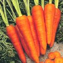 Main Crop Carrot - Danvers Organic Heirloom Seeds