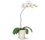 Teleflora