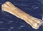 8.5 Inch Pressed Bone 10 Count