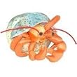 Hermy Hermit Crab 5" Plush Stuffed Animal