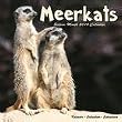 Meerkats 2010 Wall Calendar