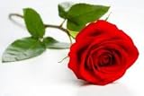 Red Roses, Wholesale 200 Flowers, 20 Inch Stems