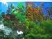 Folienr�ckwand beauty & sea 100x60 cm (LxH) NEU Aquarium