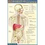 Pocket Digestive System Laminated Reference Guide (Quick Study)