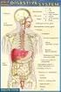 Quickstudy Digestive System (Quick Study)