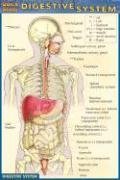 Quickstudy Digestive System (Quick Study)