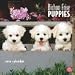 Bichon Frise Puppies 2010 Wall Calendar