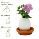 Egglings (Petunia)
