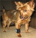 Dog Wrist Wrap- Large