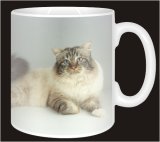 TABBY BIRMAN CAT Coffee MUG