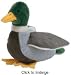 Mallard Duck the Dog Toy - 8 - Ty Bow Wow Beanies