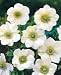 10 White Anemone \'The Bride\' Bulbs