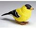 Gold Finch Breezy Singers Image