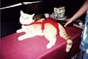 Joybies Red Piddle Pants for Large Cat (Measuring 17"-19" Along Back From Collar to Base of Tail)