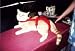 Joybies Red Piddle Pants for Large Cat (Measuring 17"-19" Along Back From Collar to Base of Tail)