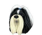 Shih Tzu Head for Conversation Concepts Doogies