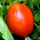 21%2Bq8pg%2B2tL. SL160  Roma Long Tomato Seed 40 Seeds